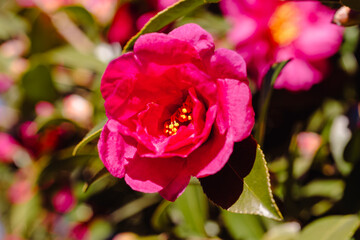 赤い椿の花　クローズアップ