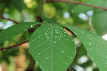 leaf