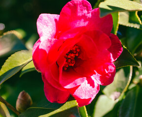 赤い椿の花　クローズアップ