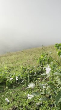 Mayon Volcano video clips with a beautiful sky and clouds with horse in Quituinan Ranch Camalig Legazpi City Albay Philippines