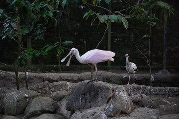 The Roseate Spoonbill is a stunning wading bird with vivid pink feathers and a distinct spoon-shaped bill, often seen foraging in shallow wetlands across the Americas. 