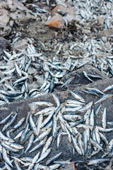 Fish on the fisherman port