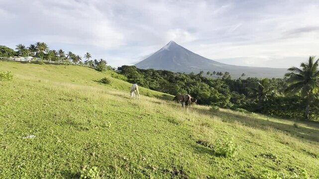 Mayon Volcano video clips with a beautiful sky and clouds with horse in Quituinan Ranch Camalig Legazpi City Albay Philippines