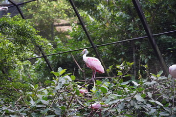 Platalea ajaja, commonly known as the Roseate Spoonbill, is a striking wading bird known for its vivid pink plumage and unique spoon-shaped bill.