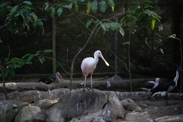 Platalea ajaja, commonly known as the Roseate Spoonbill, is a striking wading bird known for its vivid pink plumage and unique spoon-shaped bill.