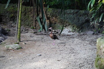 Dendrocygna autumnalis, commonly known as the black-bellied whistling duck, is a striking and vocal...
