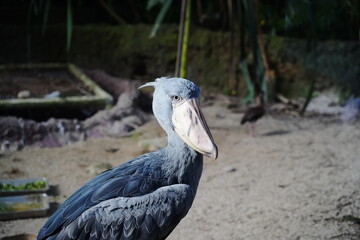 Obraz premium The shoebill (Balaeniceps rex) is a large, prehistoric-looking bird known for its massive shoe-shaped bill and solemn expression.