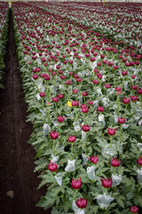 Commercial Flower Growing in Colombia