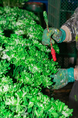 Unidentifiable woman working in industrial flower production in Colombia