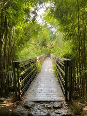 Maui bamboo forest hike bridge
