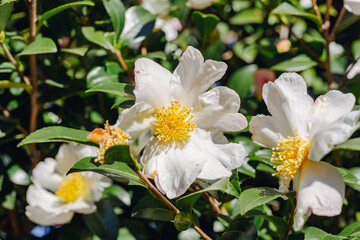 
白いツバキの花　クローズアップ