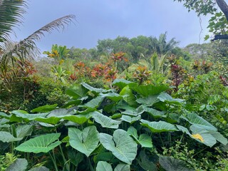 Maui rainforest plants 