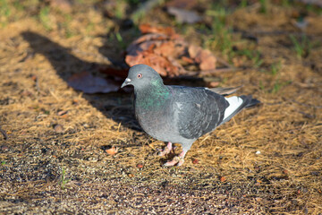 dove in an autumn park