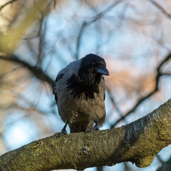 crow on a birch branch