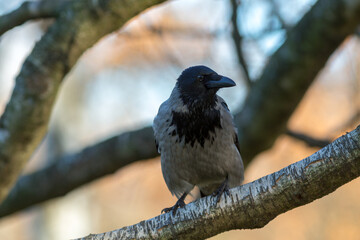 portrait of a crow on a birch in an autumn park
