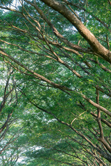 large bush with sprawling branches, bathed in soft sunlight. foliage stretches outwards, fullness and vitality. highlight the natural beauty and rich textures of the leaves, serene atmosphere.
