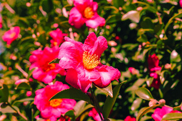 赤い椿の花　クローズアップ