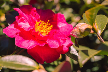 赤い椿の花　クローズアップ