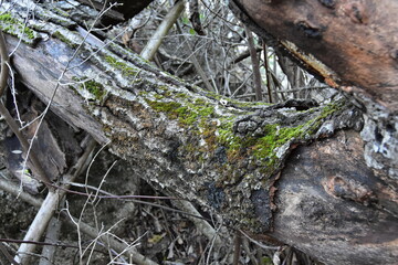 Mossy rooted tree trunk