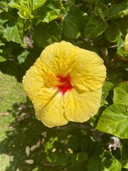 Hawaii yellow hibiscus flower