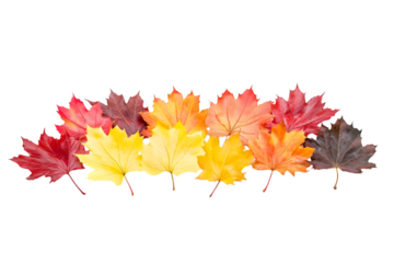 Maple leaves in vibrant autumn colors isolated on transparent background, cut out, PNG