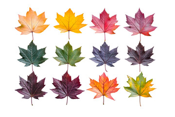 Maple leaves in vibrant autumn colors isolated on transparent background, cut out, PNG