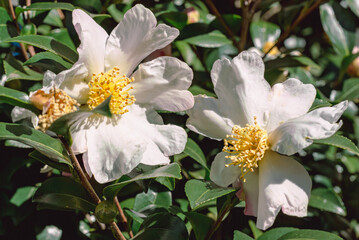 白い椿の花　クローズアップ