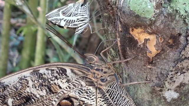 Borboletas e formigas disputam a seiva de uma &aacute;rvore.