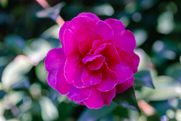 赤い椿の花　クローズアップ