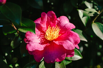 赤い椿の花　クローズアップ