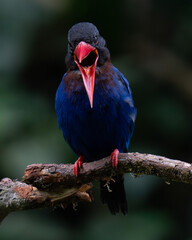 Javan kingfisher on the branch 