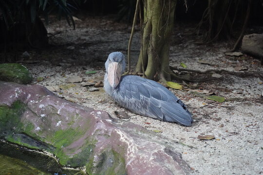 The Shoebill is a large, prehistoric-looking bird known for its massive shoe-shaped beak with a hooked tip, standing still for long periods in wetlands across tropical Africa. 