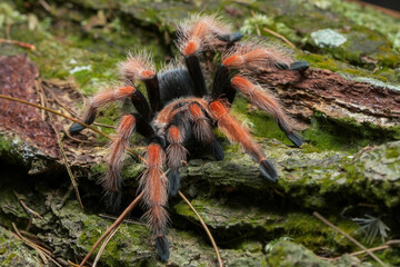 tarantula in the forest