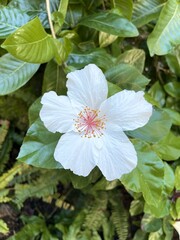 White hibiscus flower Hawaii