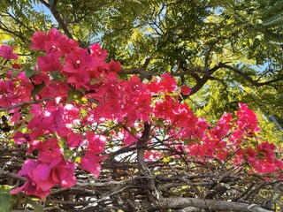 Pink flowers on branch 