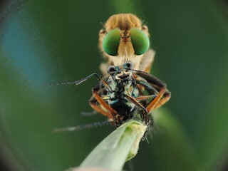 fly on a leaf