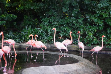 Multiple Pink Flamingo   gracefully stands in shallow water. Its long, slender neck arches elegantly, and its bright pink feathers shimmer in the sunlight. 