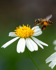 bee on flower