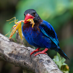Javan kingfisher and prey on branch