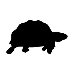 Turtle Silhouette. Turtle Vector Illustration.