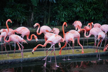 Multiple Pink Flamingo   gracefully stands in shallow water. Its long, slender neck arches elegantly, and its bright pink feathers shimmer in the sunlight. 