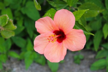 Pink Hibiscus flower blooming on a branch