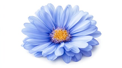A single light blue daisy flower blossom isolated on white