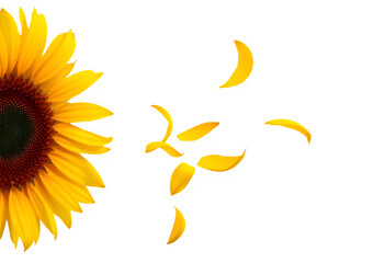 Naklejka premium Sunflower Petals Floating Elegantly Mid-Air, Transparent Background