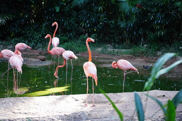 Multiple pink flamingos stand gracefully in shallow water, their elegant necks arched and vibrant...