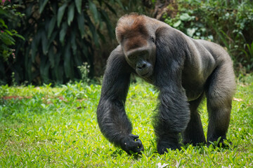 Naklejka premium A powerful gorilla strolling through a verdant forest clearing, showcasing its majestic stance amidst a natural habitat filled with greenery.