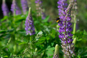 A bee on light blue lupine flowers with a green background of out-of-focus foliage