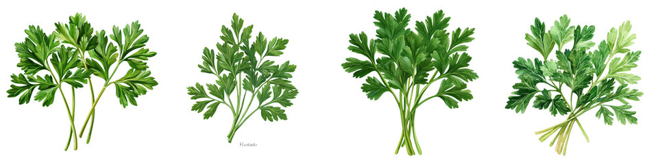 A close up shot of several fresh vibrant green parsley bunches arranged on a plain white background showcasing the herb s natural beauty and versatility as a culinary ingredient