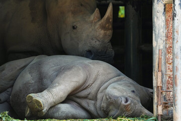 closeup baby rhino in the park
