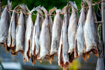 Air-Dried Fermented Fish - Faroe Islands